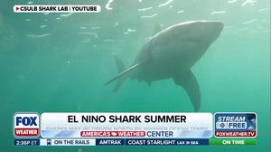 El Nino could bring more sharks to California this summer 