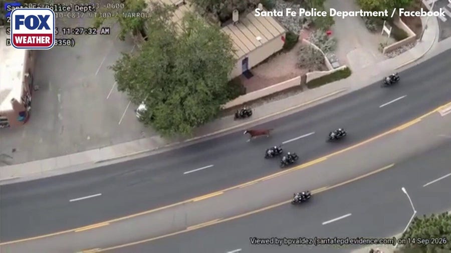Video: Runaway parade horse leads Santa Fe Police on wild pursuit