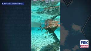 Watch: Couple frees sea turtle tangled in net in Maldives