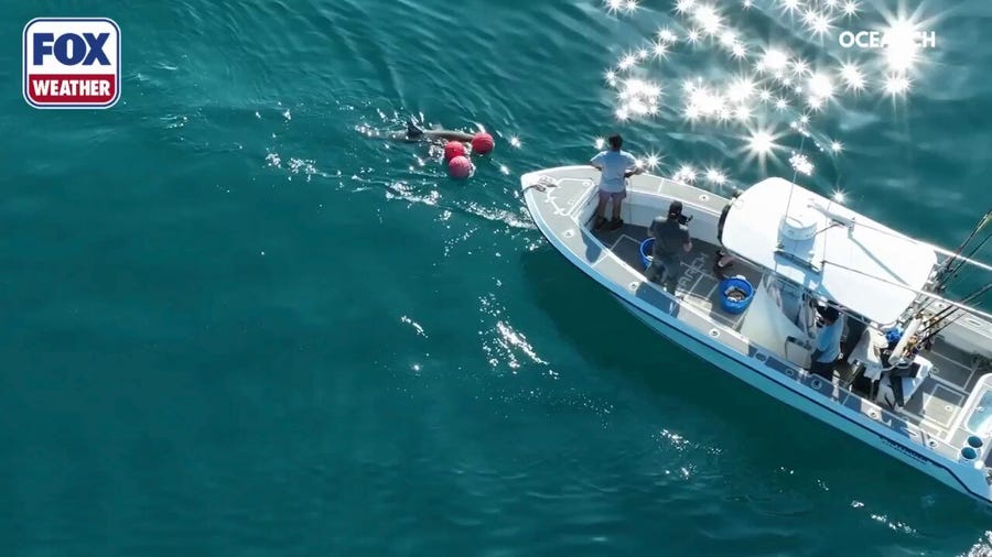 OCEARCH tags great white shark Jekyll in 2022