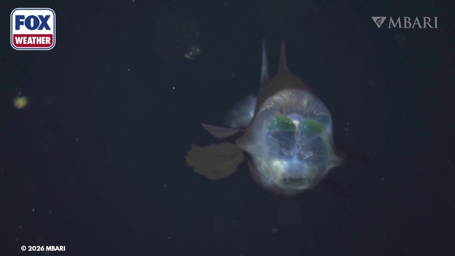 See it: Extremely rare deep-sea fish seen during ocean expedition off California
