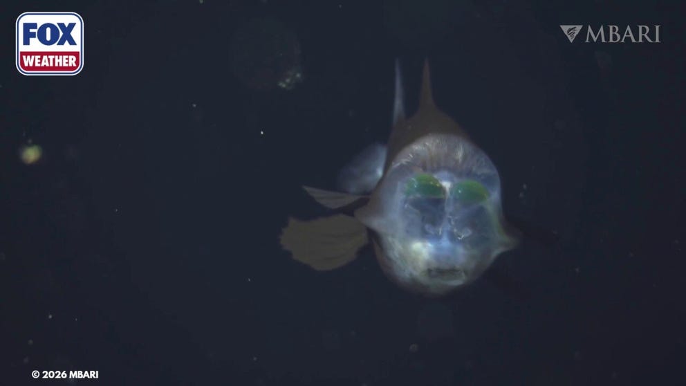 A deep-sea barreleye fish (Macropinna microstoma) observed with MBARI’s remotely operated vehicle (ROV) Doc Ricketts in the outer Monterey Canyon at a depth of approximately 600 meters during an expedition aboard MBARI’s flagship research vessel David Packard. Footage opens with Research Specialist Shannon Johnson excitedly calling out her sighting of a barreleye fish to MBARI submersible pilots during the ROV’s ascent back to the surface.
Credit: © 2026 MBARI