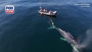 Injured whale rescued from entangled fishing gear