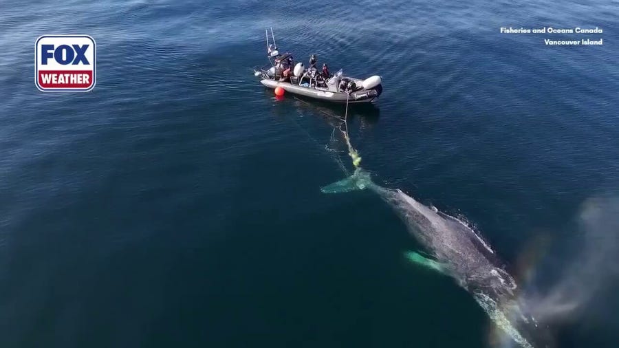 Injured whale rescued from entangled fishing gear