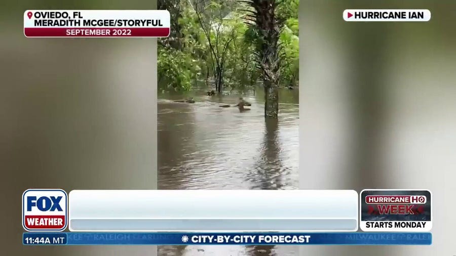 What happens to wildlife during hurricanes?