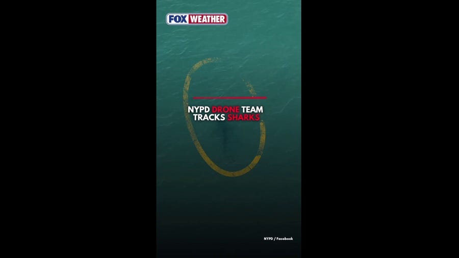 New York Police Department drone unit tracks sharks off city beaches