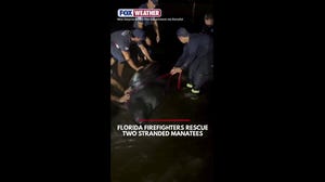 Two stranded manatees rescued and set free by Florida firefighters