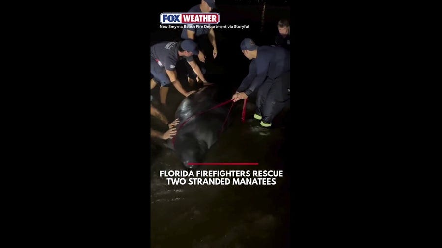Two stranded manatees rescued and set free by Florida firefighters