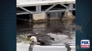 Friends of Big Bear Valley bald eagle Jackie rescued being treated for illness