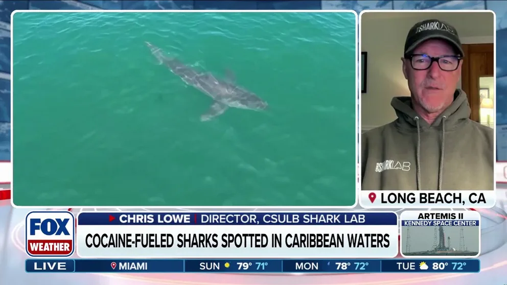 After a beach closure in Newport Beach, California, due to a Great White Shark sighting near the beach, FOX Weather is talking to Chris Lowe, director of the Cal State Long Beach Shark Lab, about why we're already seeing sharks at beaches as well as other shark headlines that have recently dominated pop culture. 