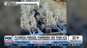 Brutal winter damages many crops at Florida farms