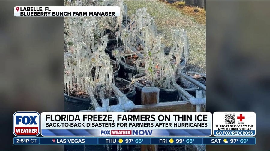 Brutal winter damages many crops at Florida farms