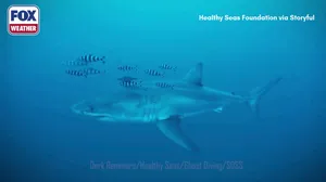 WATCH: First-ever underwater footage of adult great white shark in Mediterranean