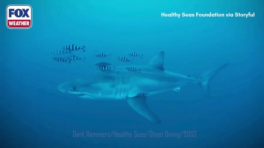 WATCH: First-ever underwater footage of adult great white shark in Mediterranean