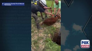 Watch: First responders rescue calf that fell into a cave in Tennessee