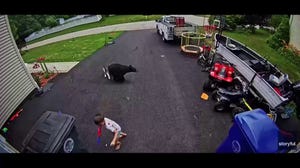 Brave family dog scares off black bear charging toward child