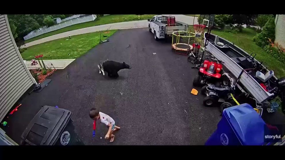 A husky is being hailed a hero after she saved a child from a charging bear in the family's driveway in Torrington, Connecticut. Home security footage captured the dramatic moment, as the bear runs towards the child, before the dog gets between the two.
