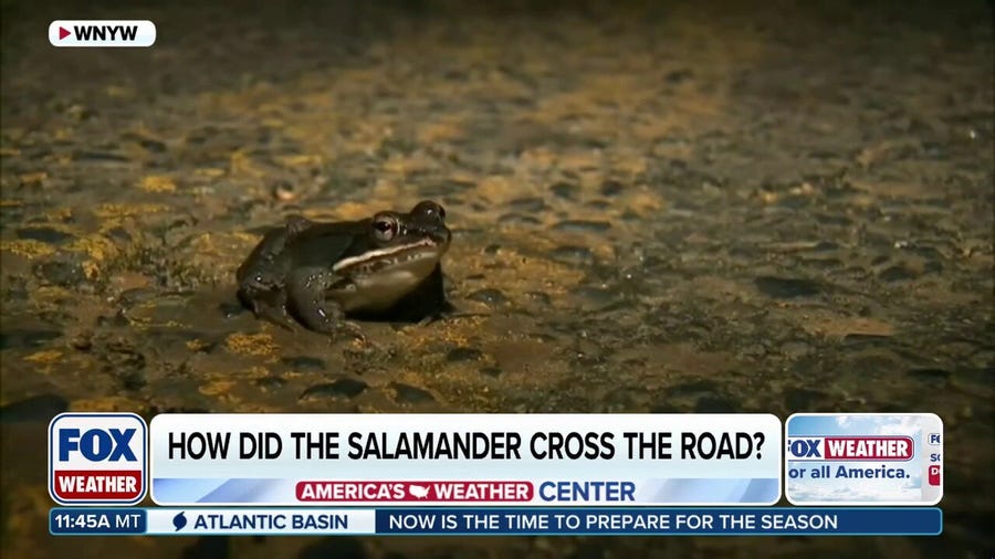 How did the salamander cross the road? Spring amphibian migration starts in New York City