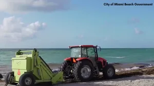 Miami Beach officials respond to heavy sargassum bloom