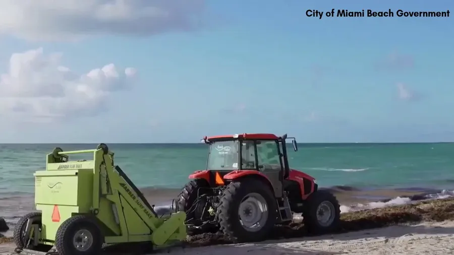 Miami Beach officials respond to heavy sargassum bloom