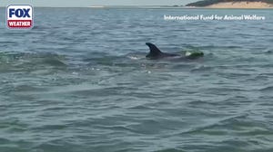 See it: Massachusetts record bottlenose dolphin stranding prompts huge rescue