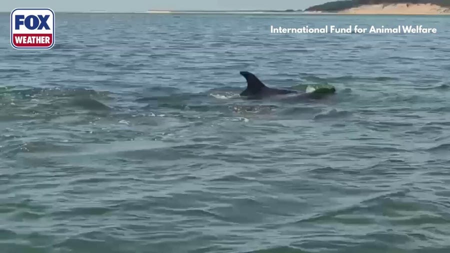 See it: Massachusetts record bottlenose dolphin stranding prompts huge rescue