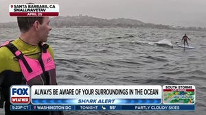 Two hydrofoilers recount moment great white shark trailed them off California Coast