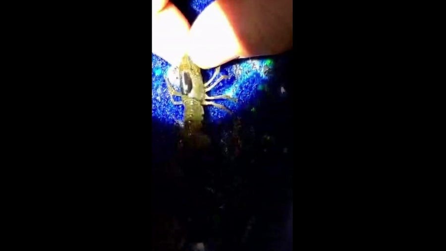 Researchers are using tiny backpacks to track threatened crayfish