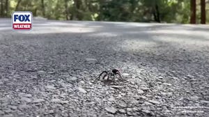 Watch Your Step: Grand Canyon’s tarantula season is underway