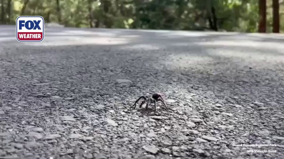 Tarantula season is underway at Grand Canyon National Park, where the impressive arachnids may be spotted crossing the landscape in September and October. 
