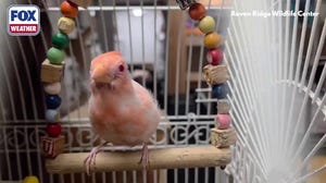 Extremely rare albino cardinal 'Frosty' swings on perch 