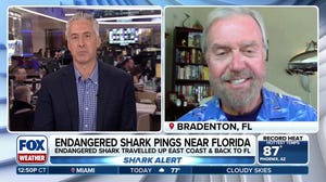 Endangered shark pinged off the coast of Florida
