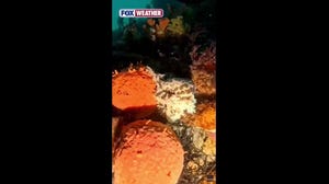 See it: Australian diver captures rare footage of elusive blue-ringed octopus with her eggs of Astralian Coast