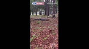 Police corral and relocate 400-pound alligator in North Carolina