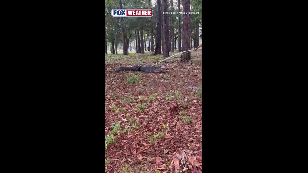 BIG MOVE 🐊: Members of the Sunset Beach Police Department in North Carolina sprung into action when they received calls of a massive alligator that was almost in a roadway and posed a risk to public safety. Officers corralled and relocated the 400-pound, 10-foot gator to a nearby lake.