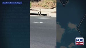 Watch: Rattlesnakes ‘dance’ near California storm drain amid regional bite surge