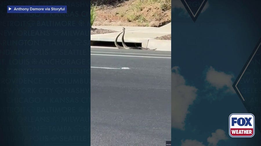 Watch: Rattlesnakes ‘dance’ near California storm drain amid regional bite surge