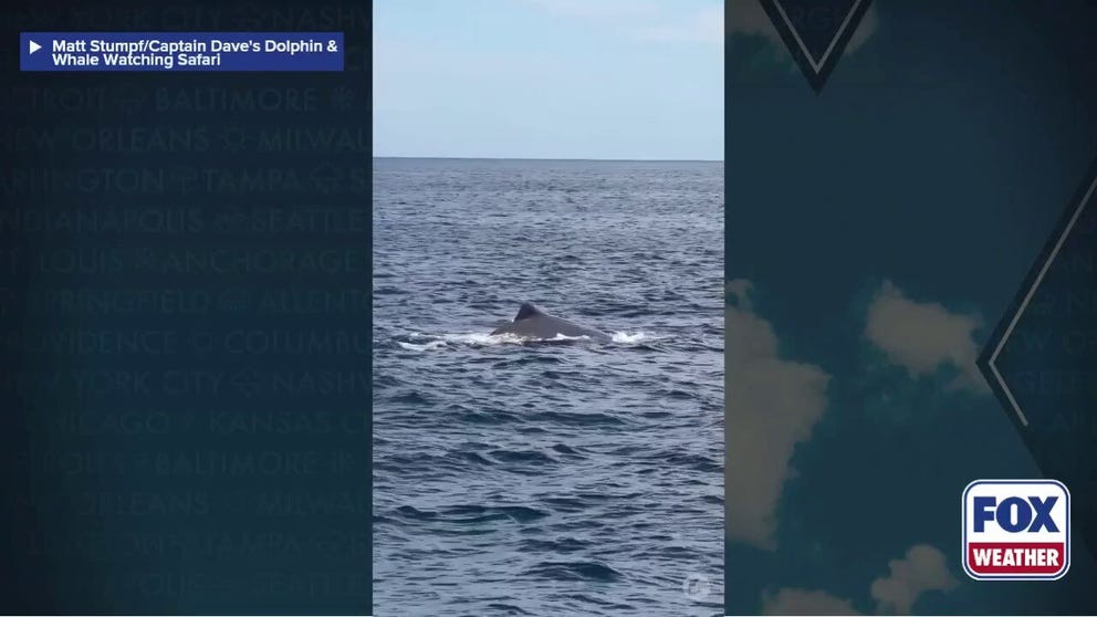 A dolphin and whale watching group off Dana Point in California witnessed a sperm whale surfacing for air on Father's Day. It's rare to see a sperm whale above water, as they spend most of their time in deep waters.