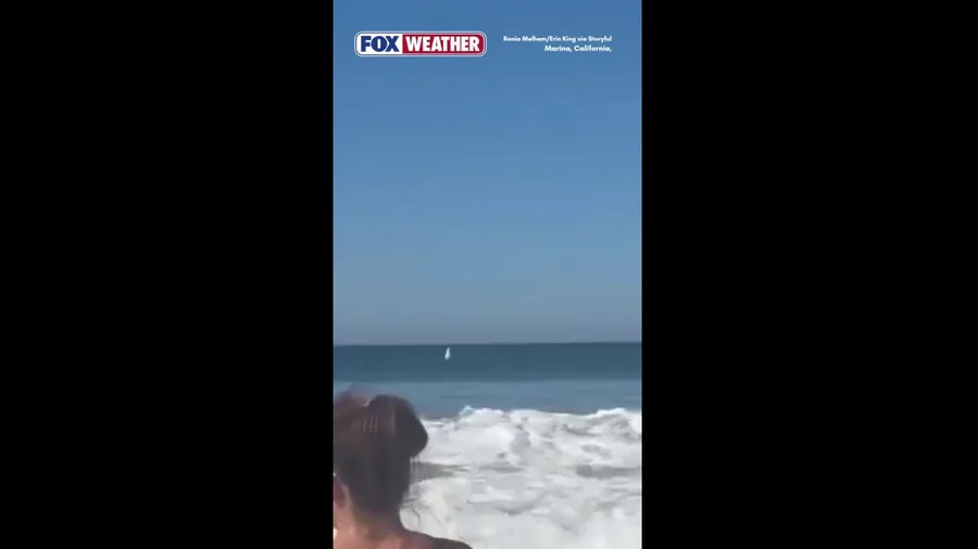 Watch: Massive shark leaps out of California waters