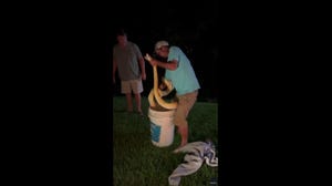 Watch: Massive python puts snake catcher to the test in South Carolina