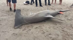 14-foot great hammerhead shark washes ashore in North Carolina