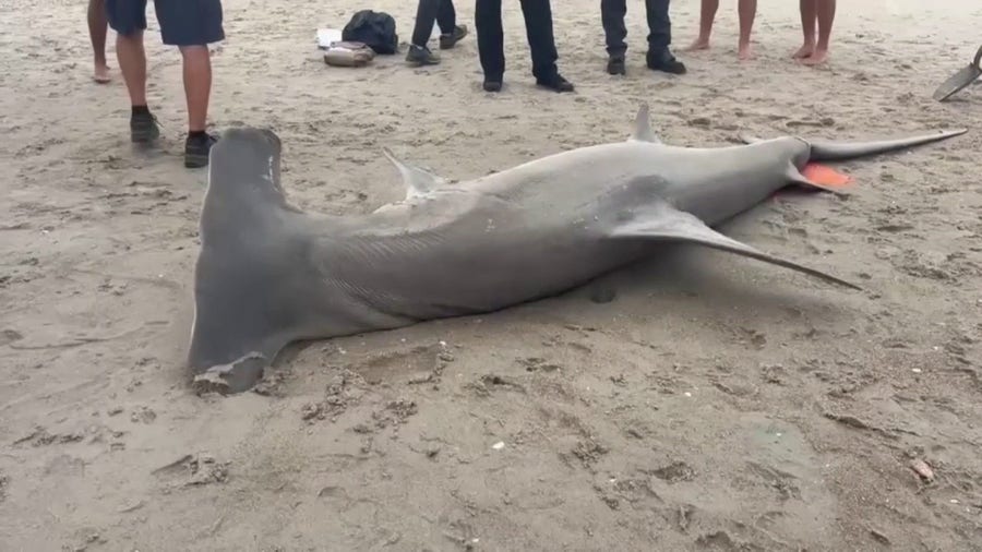14-foot great hammerhead shark washes ashore in North Carolina