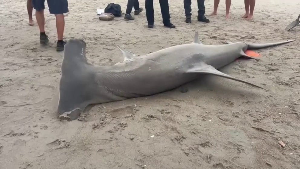 A large female great hammerhead shark was found dead on Carolina Beach, North Carolina. Officials have not determined the cause of death. But, when the shark was found, it had a deep laceration near the base of its tail, along with fresh puncture wounds in its mouth.