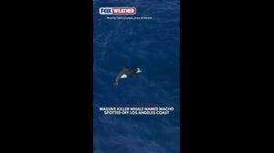 Massive killer whale named Macho spotted off Los Angeles Coast