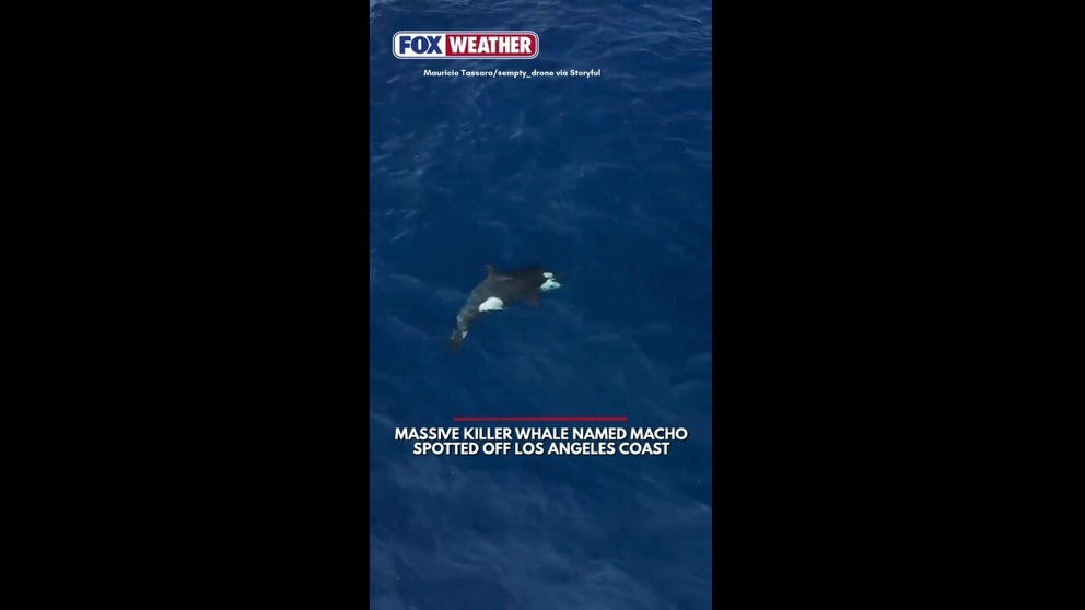 A pod of killer whales was spotted off the coast of Los Angeles this week by a group of whale watchers, who observed a massive male named Macho gliding through the ocean with the others.