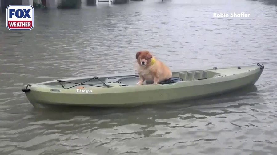 Cut dog floats on canoe amidst flooding in New Jersey