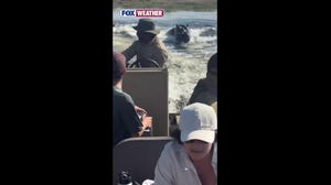 Hippo charges after tour boat in Botswana