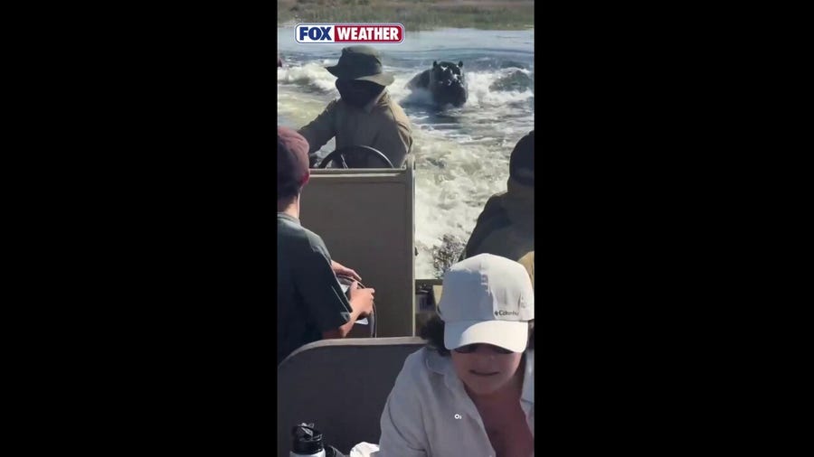 Hippo charges after tour boat in Botswana