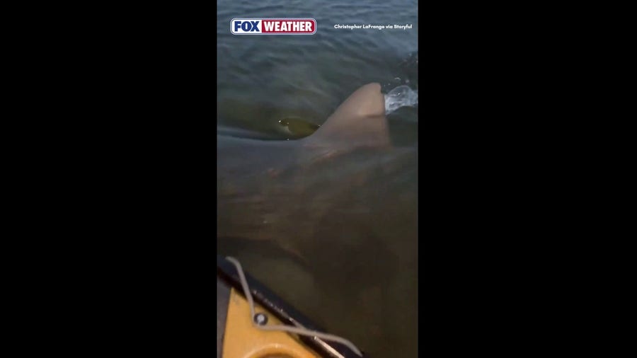 'Monster' bull shark bump fisherman's kayak in Florida