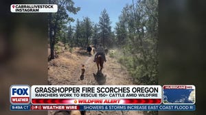 Oregon ranchers work together to herd 150 cattle away from raging wildfires